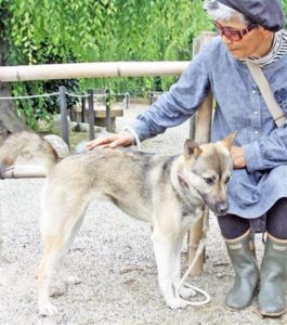 三重県審査会で優秀犬として登録されることになった紀州犬の阿波鉄春姫号と奥野さん＝津市（写真：産経新聞）