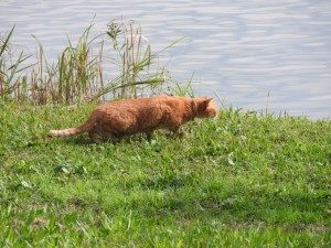 東京港野鳥公園のネコ　首輪のような物が見えるので飼い猫だろうか。 人が立ち入れない区域では人目を恐れず岸辺の水鳥を狙っている。