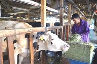 乳牛に飼料を与える酪農家＝７日午前、富士宮市下条の佐野牧場