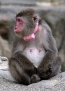 ＧＰＳ付きの首輪を装着した高崎山自然動物園のニホンザル
