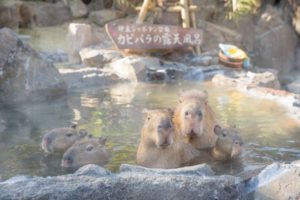 11月19日(土)から2017年4月9日(日)まで 毎日開催される「元祖カピバラの露天風呂」