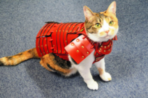 鎧を身につけた会社の愛猫マコちゃん＝福岡市南区