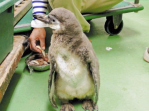 順調に大きくなっているフンボルトペンギン（６月２３日撮影、海響館提供）