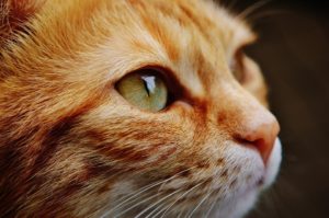 猫の血栓症と診断された症例の中には、フィラリア成虫の動脈寄生という別の疾患が潜んでいるかも知れません。