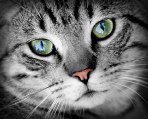原因不明のまま斃死してしまう「隠れた猫フィラリア症」が、一つでも多く発見されることを願っております。