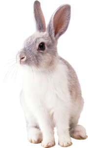 将来的に、世界各地の飼い主さんが、ウサギを診察できる動物病院を探さなくても良くなる程に、ウサギの医療が広く普及していくことを願っております。