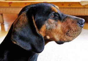 ラクトフェリシンが、ステロイドや免疫抑制剤に代わる薬剤（またはサプリメント）として製品化されれば、犬のアトピーに対する治療戦略が変わるかも知れません。