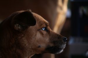 ホルマリン固定組織で実施された検査法が、現在、髄膜腫を罹患している、または、疑いのある犬のために、臨床応用されることを願っております。