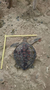 鹿児島県・奄美大島の海岸で見つかったアオウミガメの死骸。県は周辺に漂着が続く油の影響で死んだと発表した＝６日（環境省奄美自然保護官事務所提供）