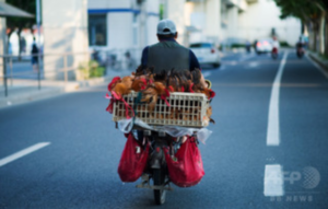 中国・上海で、鶏を荷台に乗せて運ぶバイクの運転手（2014年8月6日撮影、資料写真）。(c)AFP PHOTO / JOHANNES EISELE