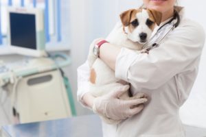 ブルセラ症に獣医師が感染　犬から感染の可能性も？（写真と記事は関係ありません。）