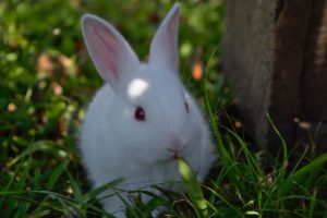 近年、目覚ましい発展を遂げたソーシャルメディアを活用して、ウサギの飼育や病気に関する情報