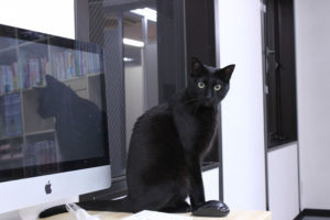 働き方改革に「オフィスで猫の飼育を」　猫社員がいると会社が変わる！？