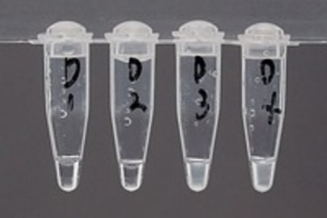 ヒアリ検出キットに使われている方式で行った試験の結果。（左から）蒸留水（Ｄ１）、在来アリ（Ｄ２）、ヒアリ（Ｄ３）、ヒアリ１匹と在来アリ９匹（Ｄ４）のＤＮＡ抽出液。右の二つはヒアリのＤＮＡが含まれているため、白く濁っている（国立環境研究所提供）