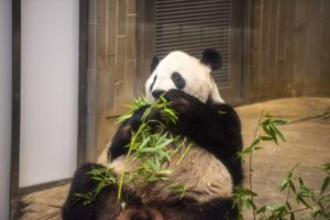 上野動物園11日から休園　双子パンダ当選者のみ、3日間限定公開